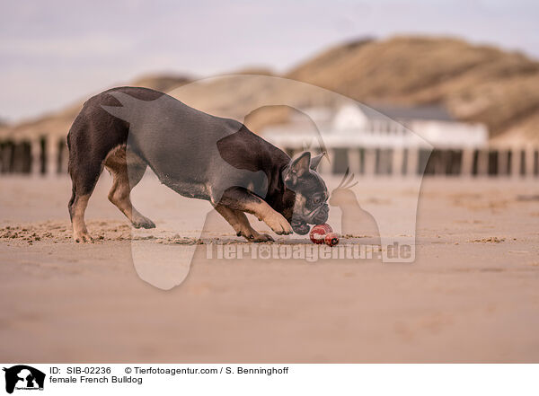 Franzsische Bulldogge Hndin / female French Bulldog / SIB-02236