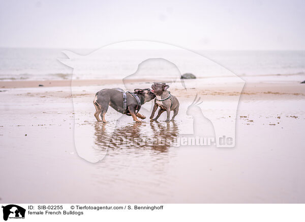 Franzsische Bulldogge Hndinnen / female French Bulldogs / SIB-02255