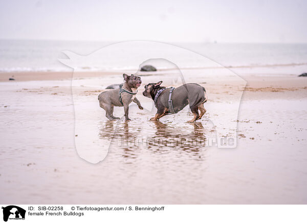 Franzsische Bulldogge Hndinnen / female French Bulldogs / SIB-02258