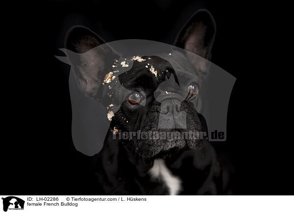 Franzsische Bulldogge Hndin / female French Bulldog / LH-02286