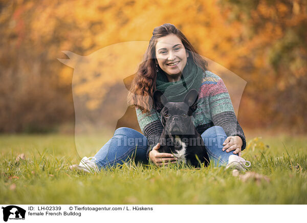 Franzsische Bulldogge Hndin / female French Bulldog / LH-02339