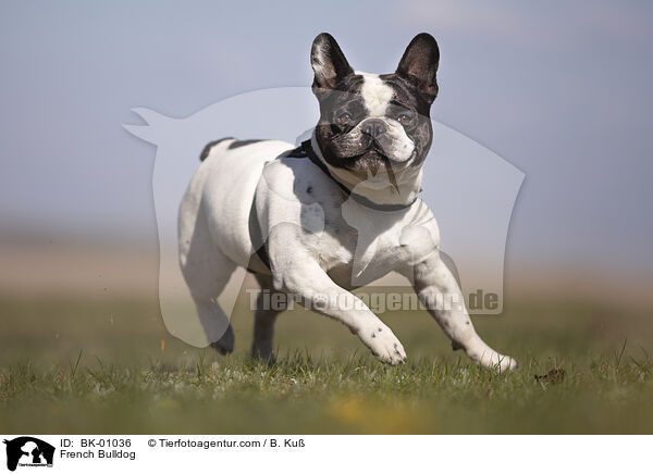 Franzsische Bulldogge / French Bulldog / BK-01036