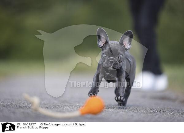 Franzsische Bulldogge Welpe / French Bulldog Puppy / SI-01927