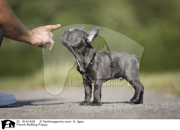 Franzsische Bulldogge Welpe / French Bulldog Puppy / SI-01928
