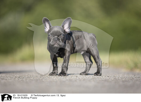 Franzsische Bulldogge Welpe / French Bulldog Puppy / SI-01929