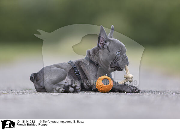 Franzsische Bulldogge Welpe / French Bulldog Puppy / SI-01932