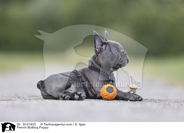 Franzsische Bulldogge Welpe / French Bulldog Puppy / SI-01933