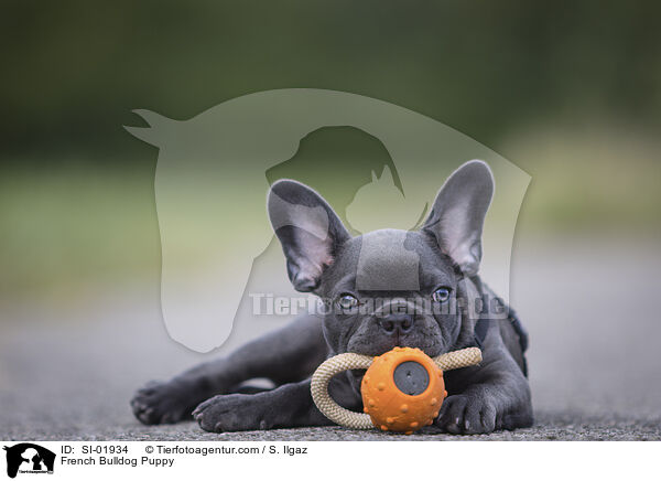 Franzsische Bulldogge Welpe / French Bulldog Puppy / SI-01934
