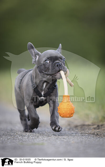 Franzsische Bulldogge Welpe / French Bulldog Puppy / SI-01935
