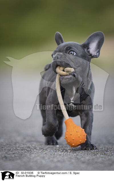 Franzsische Bulldogge Welpe / French Bulldog Puppy / SI-01936