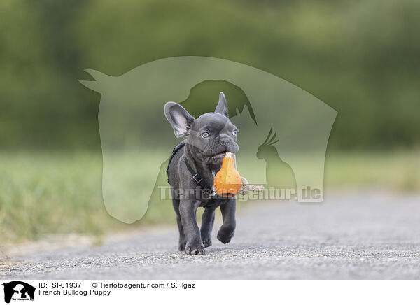 Franzsische Bulldogge Welpe / French Bulldog Puppy / SI-01937