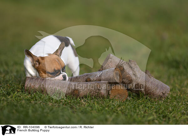 Franzsische Bulldogge Welpe / French Bulldog Puppy / RR-104096