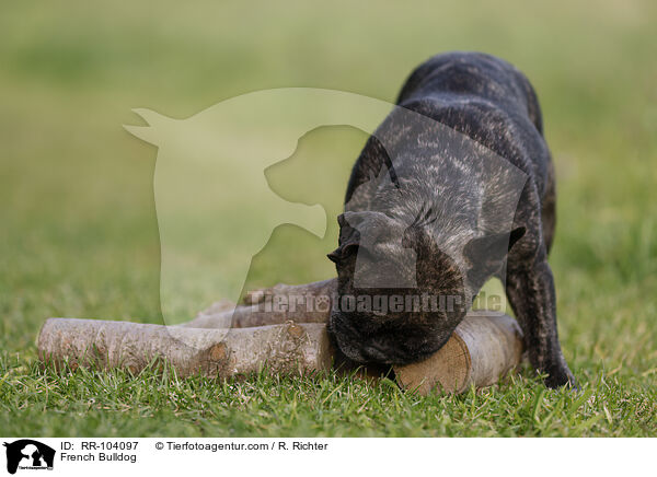 Franzsische Bulldogge / French Bulldog / RR-104097