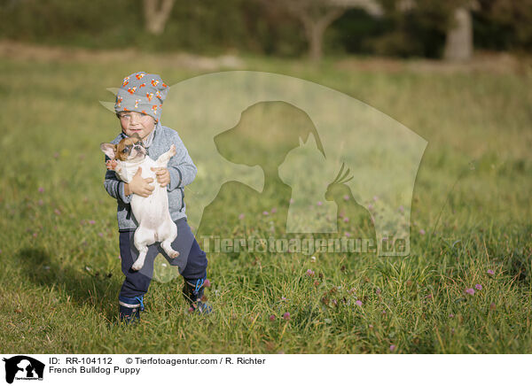 Franzsische Bulldogge Welpe / French Bulldog Puppy / RR-104112