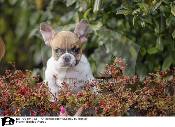 Franzsische Bulldogge Welpe / French Bulldog Puppy / RR-104132