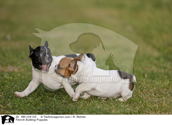 Franzsische Bulldogge Welpen / French Bulldog Puppies / RR-104135