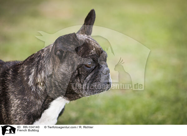 Franzsische Bulldogge / French Bulldog / RR-104140