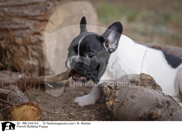 Franzsische Bulldogge Welpe / French Bulldog Puppy / RR-104143
