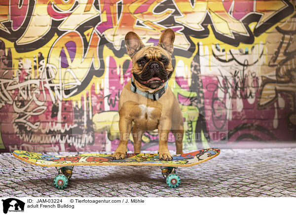 ausgewachsene Franzsische Bulldogge / adult French Bulldog / JAM-03224
