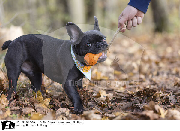 junge Franzsische Bulldogge / young French Bulldog / SI-01969