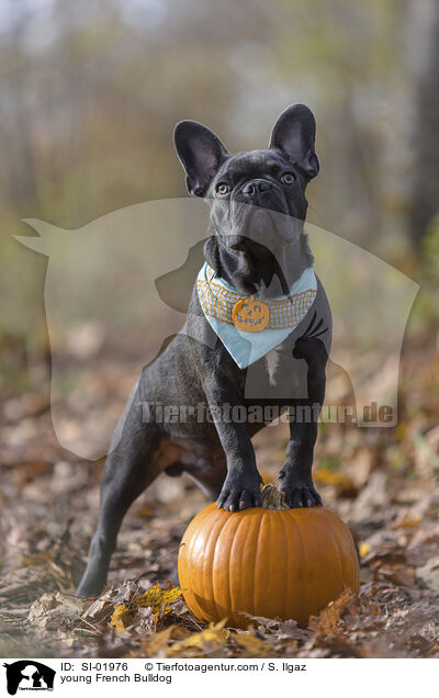 junge Franzsische Bulldogge / young French Bulldog / SI-01976