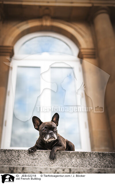 alte Franzsische Bulldogge / old French Bulldog / JEB-02218