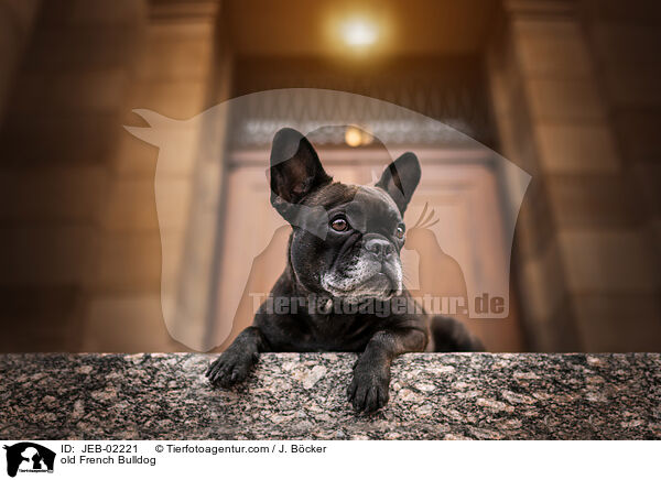 alte Franzsische Bulldogge / old French Bulldog / JEB-02221