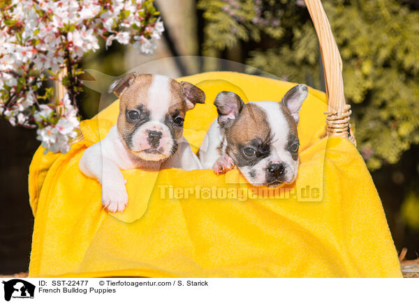Franzsische Bulldogge Welpen / French Bulldog Puppies / SST-22477