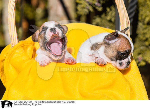 Franzsische Bulldogge Welpen / French Bulldog Puppies / SST-22480