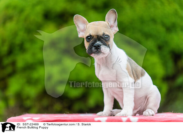 Franzsische Bulldogge Welpe / French Bulldog Puppy / SST-22489