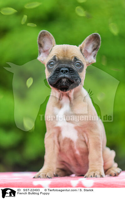 Franzsische Bulldogge Welpe / French Bulldog Puppy / SST-22493