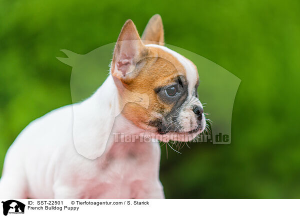 Franzsische Bulldogge Welpe / French Bulldog Puppy / SST-22501