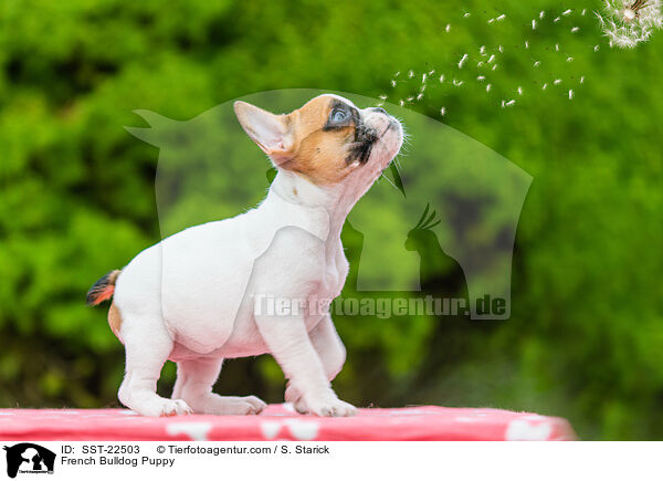 Franzsische Bulldogge Welpe / French Bulldog Puppy / SST-22503