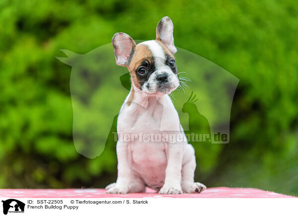 Franzsische Bulldogge Welpe / French Bulldog Puppy / SST-22505