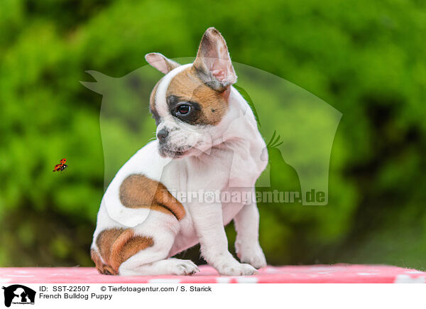 Franzsische Bulldogge Welpe / French Bulldog Puppy / SST-22507