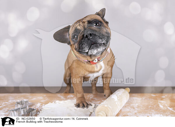 Franzsische Bulldogge with Tracheostoma / French Bulldog with Tracheostoma / NC-02850