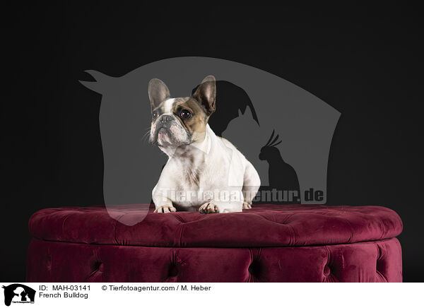 Franzsische Bulldogge / French Bulldog / MAH-03141