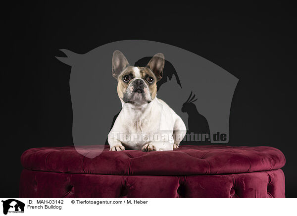 Franzsische Bulldogge / French Bulldog / MAH-03142