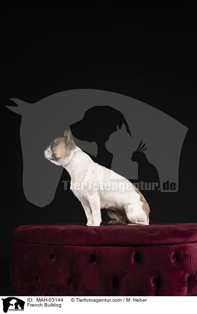 Franzsische Bulldogge / French Bulldog / MAH-03144