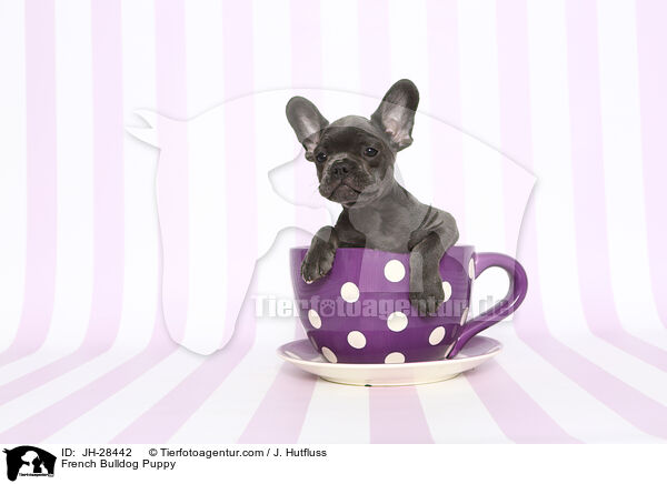 Franzsische Bulldogge Welpe / French Bulldog Puppy / JH-28442