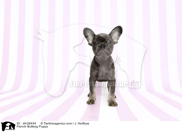 Franzsische Bulldogge Welpe / French Bulldog Puppy / JH-28444