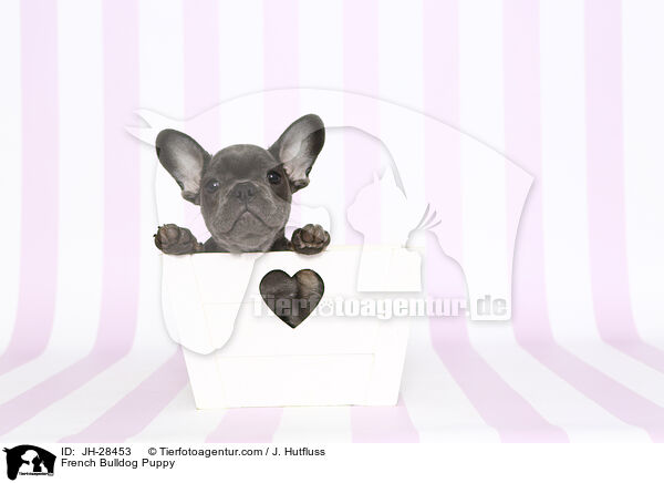 Franzsische Bulldogge Welpe / French Bulldog Puppy / JH-28453