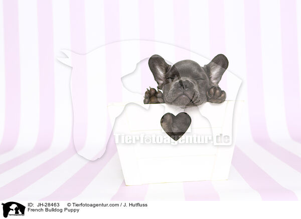Franzsische Bulldogge Welpe / French Bulldog Puppy / JH-28463