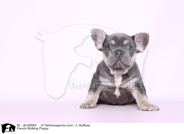Franzsische Bulldogge Welpe / French Bulldog Puppy / JH-28565