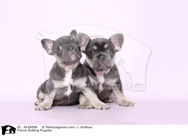 Franzsische Bulldogge Welpen / French Bulldog Puppies / JH-28566
