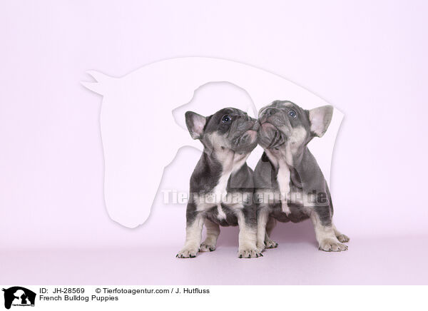 Franzsische Bulldogge Welpen / French Bulldog Puppies / JH-28569