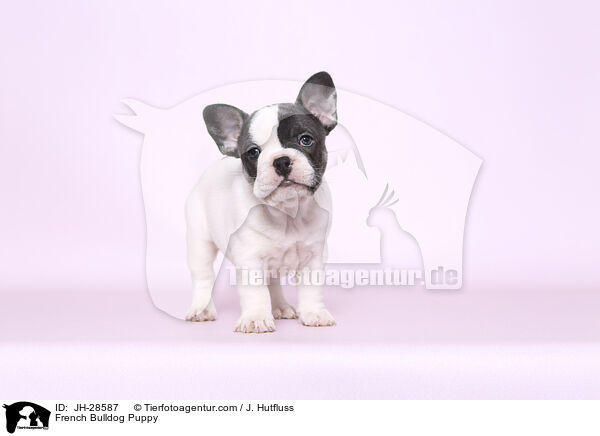 Franzsische Bulldogge Welpe / French Bulldog Puppy / JH-28587
