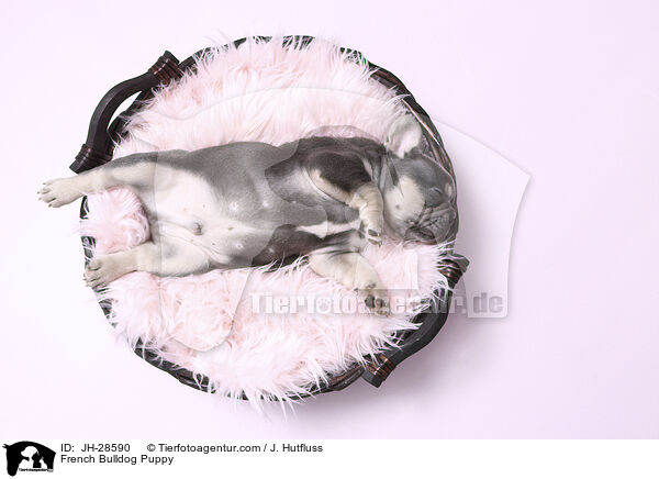 Franzsische Bulldogge Welpe / French Bulldog Puppy / JH-28590