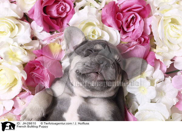 Franzsische Bulldogge Welpe / French Bulldog Puppy / JH-28610