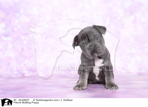 Franzsische Bulldogge Welpe / French Bulldog Puppy / JH-28627